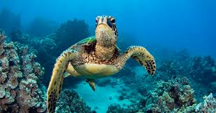 知乎付费国外梯子推荐#国外最好的梯子之一:IPVanish全方位测评-机场节点加速器推荐