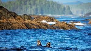 Express支持哪些梯子协议？-机场节点加速器推荐