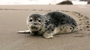 知乎推荐最好的Express 常见问题集锦-机场节点加速器推荐