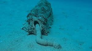 如何通过支付宝付款方式购买Express？国内购买梯子-机场节点加速器推荐