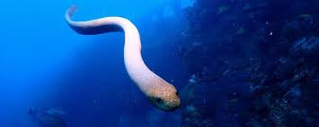 How to setup Express on Chrome in 5 minutes?-机场节点加速器推荐